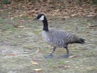Bernache du Canada, Branta canadensis (Photo F. Mrugala) (3)